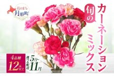 ＜2025年10月お届け＞ 北海道 カーネーション ミックス 4品種 12本以上 切り花 切花 花束 ブーケ 季節 旬 生花 フラワー アレンジメント 記念日 産地直送 つきがたふるさと花の会 [№5783-7063]