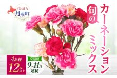 ＜2025年9月～11月まで3ヵ月連続お届け＞ 北海道 カーネーション ミックス 4品種 12本以上 切り花 切花 花束 ブーケ 季節 旬 生花 フラワー アレンジメント 記念日 産地直送 つきがたふるさと花の会 [№5783-0849]