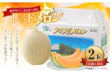 レッドメロン 2玉 （1玉 約1.6kg） 【2026年7月上旬～7月下旬迄順次発送予定】 果物 フルーツ メロン めろん 赤肉 赤肉メロン 贈答 北海道 浦臼町