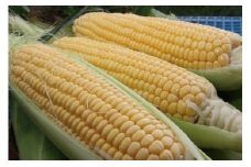とうもろこし イエロー 約5kg 【2025年8月上旬～2025年8月下旬発送予定】 野菜 トウモロコシ コーン スイートコーン もろこし 甘い 北海道 浦臼町