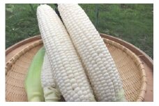 とうもろこし ホワイト 約5kg 【2025年8月上旬～2025年8月下旬発送予定】 野菜 とうもろこし コーン ホワイト 白 高糖度 甘い 北海道 浦臼町