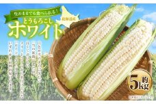 とうもろこし ホワイト 約5kg 【2025年8月上旬～2025年8月下旬発送予定】 野菜 とうもろこし コーン ホワイト 白 高糖度 甘い 北海道 浦臼町