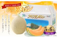 レッドメロン 5～6玉 （1玉 約1.6kg） 【2026年7月上旬～7月下旬迄順次発送予定】 果物 フルーツ メロン めろん 赤肉 赤肉メロン 贈答 北海道 浦臼町