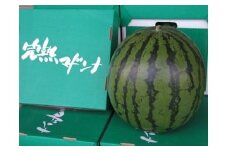 マドンナスイカ  1玉 【2025年7月上旬～2025年7月下旬発送予定】 果物 フルーツ すいか スイカ 西瓜 季節のフルーツ 旬のフルーツ 旬 甘い 北海道 浦臼町