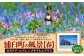 浦臼町の風景（A４サイズ）額付き【A】春「カタクリ・エゾエンゴサクとエゾリス」