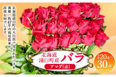 バラ アマダ（赤）（20‐30本）| 花 薔薇 ローズ 生花 赤 贈り物 プレゼント ギフト【2025年5月下旬～11月下旬まで発送予定】