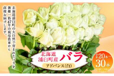 バラ アドバンス（白）（20‐30本）| 花 バラ 薔薇 ローズ 生花 白 贈り物 プレゼント ギフト【2025年5月下旬～11月下旬まで発送予定】