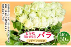 バラ アドバンス（白）（40‐50本）| 花 バラ 薔薇 ローズ 生花 白 贈り物 プレゼント ギフト【2025年5月下旬～11月下旬まで発送予定】