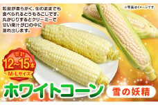 ホワイトコーン （雪の妖精） M・Lサイズ 12～15本入り | 野菜 とうもろこし コーン ホワイト 白 雪の妖精 先行予約 北海道 浦臼町 【2025年8月上旬～2025年8月下旬迄発送予定】