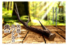 【数量限定】天然エゾシカの角（片角）