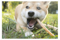 A004 犬用 エゾシカ肉 ドッグフード わんdeereフルセット 北海道 鷹栖町 山恵 ドックフード