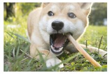 A004 犬用 エゾシカ肉 ドッグフード わんdeereフルセット 北海道 鷹栖町 山恵 ドックフード