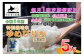 【6回定期便】 【令和7年産】 ゆめぴりか （無洗米） 5kg×6回