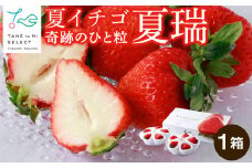 2026年産 先行予約【夏イチゴ】奇跡のひと粒「夏瑞」2パックセット 果物 フルーツ 苺 いちご 国産 北海道産