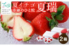 2026年産 先行予約【夏イチゴ】奇跡のひと粒「夏瑞」4パックセット 果物 フルーツ 苺 いちご 国産 北海道産