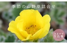 山野草5品種セット　浦谷植物園