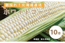 【2025年産予約受付】北海道産ホワイトコーン  10本　有機栽培　オーガニック