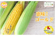 【2025年7月下旬頃発送】「恵味ゴールド」 8本 Lサイズ以上 約1.6kg【たかだ畑】めぐみゴールド とうもろこし スイートコーン 産地直送 とうきび BBQ バーベキュー 甘い 北海道 比布町 ぴっぷ 1018-004