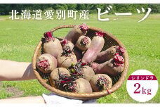 【B06401】季節限定 ビーツ （シリンドラ） 2kg 北海道 愛別町産