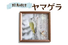 おしゃれ 掛け時計 野鳥時計【ヤマゲラ】【G15107】