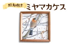 おしゃれ 掛け時計 野鳥時計【ミヤマカケス】【G14106】