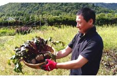 季節限定 ビーツ （レッドエース） 約4kg 野菜 やさい 健康野菜 スーパーフード 冷蔵 北海道 愛別町