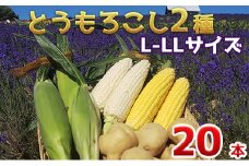 【 2025年 発送 】先行予約 かんのファーム 産 とうもろこし 食べ比べ 20本 セット ( じゃがいも 付 )  北海道 上富良野町 とうもろこし トウモロコシ セット じゃがいも ジャガイモ