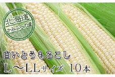 朝採り【白いとうもろこし】L-LL 10本セット≪北海道上富良野町産≫
