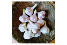 オーガニック 上富良野産 新ニンニク 1kg（15～20個程度）