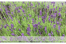 【北海道上富良野町産】母の日ラベンダーギフト							
