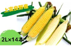 地元上富良野産とうもろこし14本（ピュアホワイト7本×おおもの7本）セット