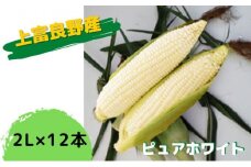 地元上富良野産 とうもろこし ピュアホワイト 12本セット