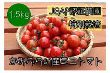 【2025年7月下旬頃から発送】特別栽培＆JGAP認証農場　かみふらの産朝採れミニトマト1.5kg