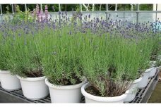 【2026年発送】ラベンダー鉢植えセット（鉢植え1鉢、ポプリ）