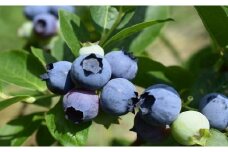 どこか農場のブルーベリー（農薬：栽培期間中不使用）