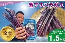 【2025年発送】【中富良野町寺坂農園】紫アスパラガス（1.5kg）