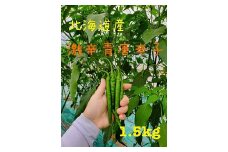 【2025年発送】青唐辛子1.5kg（激辛）