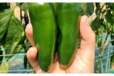 【2025年発送】ハラペーニョ2kg（中辛）　青生唐辛子