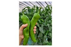 【2025年発送】牛角大王2.5kg（ピリ辛）　生青唐辛子