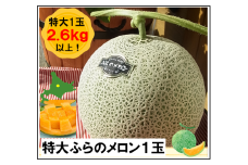 【2025年発送】【ポプラファーム】富良野メロン 特大1玉（2.6kg以上 秀品）