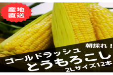【2025年発送】めろん屋の朝採り黄色いとうもろこし　12本入