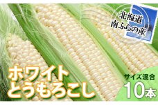 とうもろこし 北海道 朝採り トウモロコシ ホワイト 10本 サイズ混合 南ふらの産 ホワイトコーン 産地直送 旬 野菜 旬の野菜 コーン とうきび トウキビ 夏野菜 夏 2025年発送