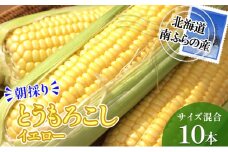 南ふらの産 朝採り とうもろこし (イエロー)【サイズ混合】10本 北海道 南富良野町 トウモロコシ とうきび トウキビ 2025年発送 先行予約