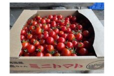 占冠産ミニトマト2.5kg