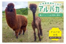 アルパカの毛 [ビバカンパニー 北海道 剣淵町 14656230]