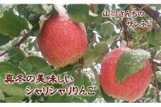 7-020-008　山口さんちのりんご（サンふじ） 10kg【1月発送】