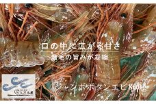 7-030-002　【北海道産】冷凍ジャンボボタンエビ800g（12尾～16尾）