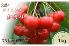 6-015-024　【R7先行予約】朝採り!新鮮!完熟さくらんぼ 紅秀峰（2L）1kg【マルゼン佐藤果樹園】