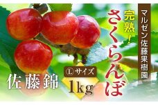 6-012-087　【R7先行予約】完熟さくらんぼ 佐藤錦（L）1kg【マルゼン佐藤果樹園】