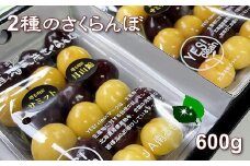 6-013-016　【R7先行予約】山口さんちのさくらんぼ2種味わいセット 